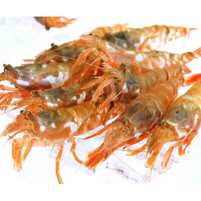 兵庫県新温泉町 お刺身用 モサエビ 船内冷凍 500g以上 お礼品詳細 ふるさと納税なら さとふる 兵庫県新温泉町 お刺身用 モサエビ 船内冷凍 500g以上 お礼品詳細 ふるさと納税なら さとふる