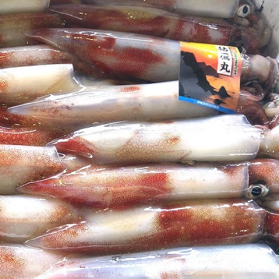 カット済・やわらか白イカ(生凍結)300g×2袋　兵庫県新温泉町
