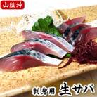 山陰産　生サバのお刺身