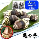 亀の手　大サイズ　500g×2袋　計1kg　兵庫県新温泉町　