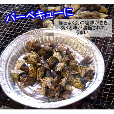 亀の手　大サイズ　500g×2袋　計1kg　兵庫県新温泉町　