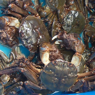 天然　モクズガニ(生冷凍)約1kg　活〆高鮮度3D急速冷凍品　兵庫県新温泉町　