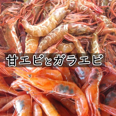 【数量限定】山陰のわけあり地エビ2種　計1キロ以上(甘エビ、ガラエビ/ドロエビ各500g以上×2種)