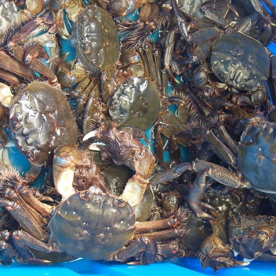 天然　モクズガニ(生冷凍)約2kg　活〆高鮮度3D急速冷凍品　兵庫県新温泉町　