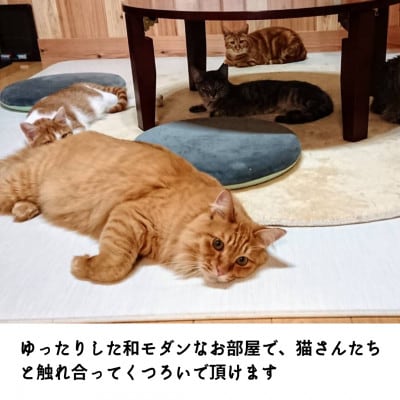 【保護猫応援】湯村温泉の猫カフェ　猫時間の1時間利用券(ワンドリンク付き)2枚