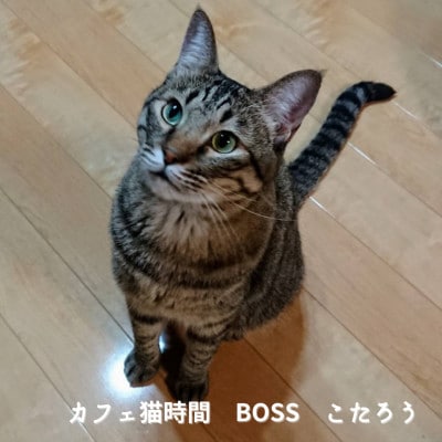 【保護猫応援】湯村温泉の猫カフェ　猫時間の1時間利用券(ワンドリンク付き)2枚