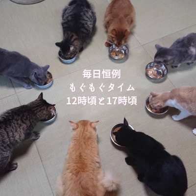 【保護猫応援】湯村温泉の猫カフェ　猫時間の1時間利用券(ワンドリンク付き)2枚