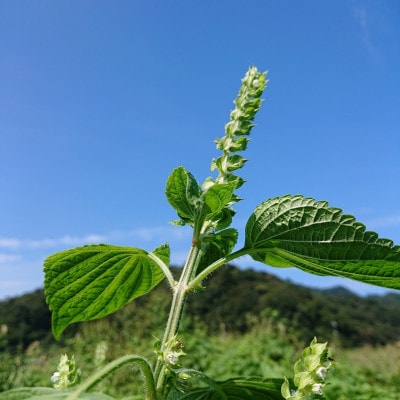 【新温泉町産】えごまオイル2本(70g)　えごま農家の栽培の低温圧縮搾油【一番搾り】
