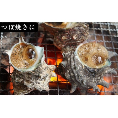 サザエ 約1kg(8個～15個)