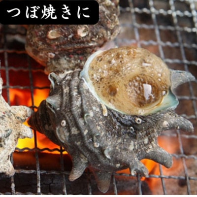 サザエ 約1kg(8個~15個)