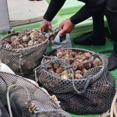 サザエ 約1kg(8個~15個)