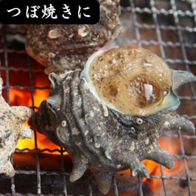 サザエ 約2kg(16個～30個)