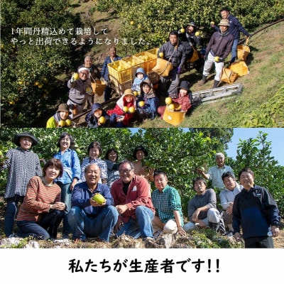 生産者直送　土佐文旦9.5kg【L～4L】家庭用