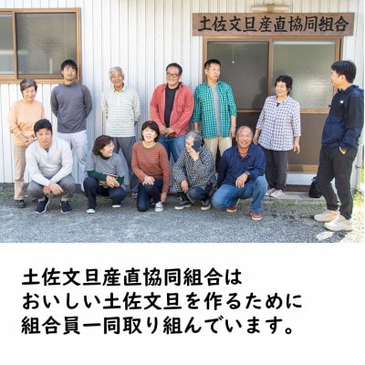 生産者直送　土佐文旦9.5kg【L～4L】家庭用