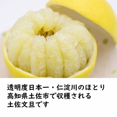 生産者直送　土佐文旦 4.5kg【2L～4L】家庭用