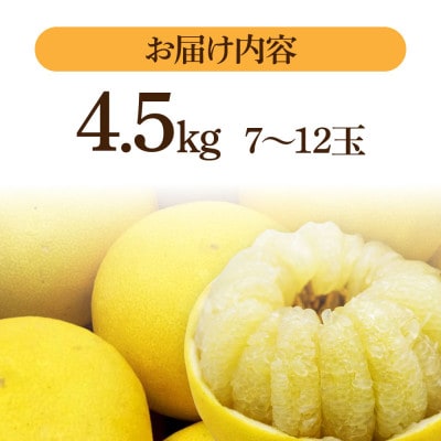 生産者直送　土佐文旦 4.5kg【2L～4L】家庭用
