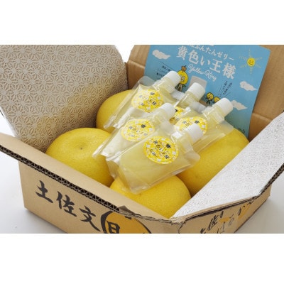 果肉果汁40%!土佐文旦ゼリー(5本)と土佐文旦(大玉4玉)セット
