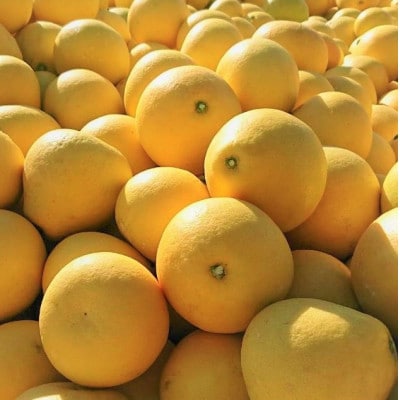 生産者直送　土佐文旦3kg【2L～4L】家庭用