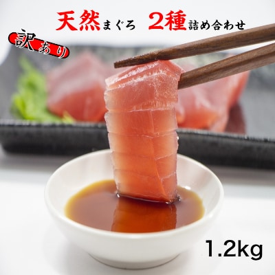 訳あり天然マグロ2種類詰合せ1.2kgセット　ブロック【5635349】