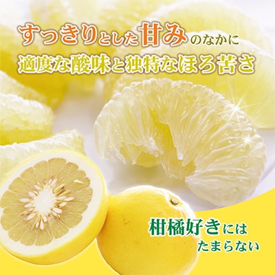 タイムセール 探し方 土佐文旦(ぶんたん) 約5kg【土佐グルメ市場 (大玉:2L～5L混合) 果物