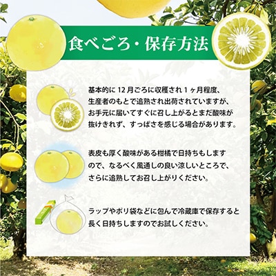 土佐文旦(ぶんたん) (小玉サイズ:M～L混合) 約5kg