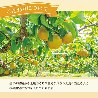 高知県土佐市産　梨(豊水)　約2kg