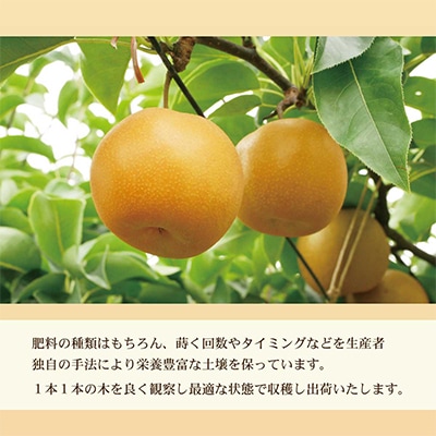 高知県土佐市産　梨(豊水)　大玉 約4kg