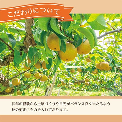 高知県土佐市産　梨(秋月)　約2kg