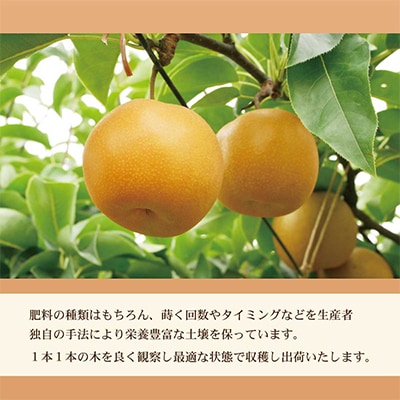 高知県土佐市産　梨(秋月)　約2kg