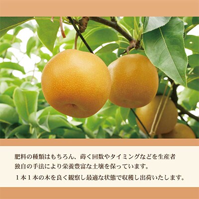 高知県土佐市産　梨(秋月)　大玉 約4kg