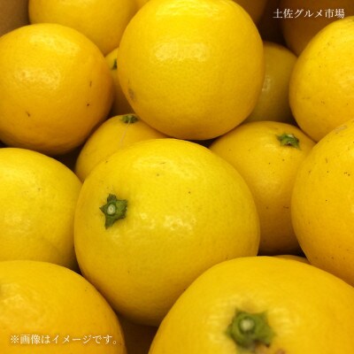 土佐の柑橘　ハウス栽培 小夏(日向夏・ニューサマーオレンジ)　約5kg