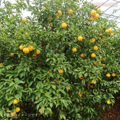 土佐の柑橘　ハウス栽培 小夏(日向夏・ニューサマーオレンジ)　約5kg
