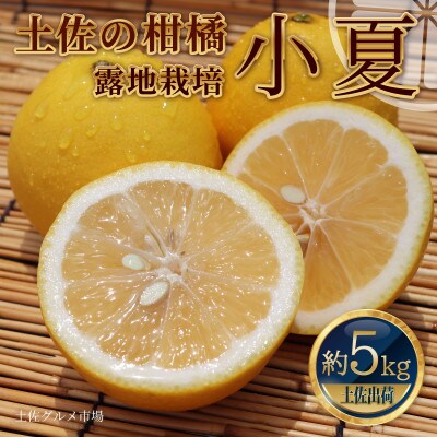 土佐の柑橘　露地栽培 小夏(日向夏・ニューサマーオレンジ)　約5kg