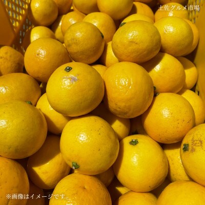 土佐の柑橘　露地栽培 小夏(日向夏・ニューサマーオレンジ)　約5kg