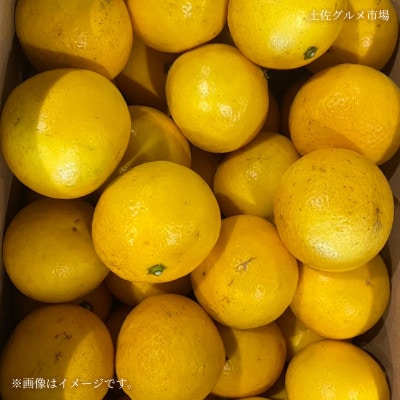 土佐の柑橘　露地栽培 小夏(日向夏・ニューサマーオレンジ)　約5kg
