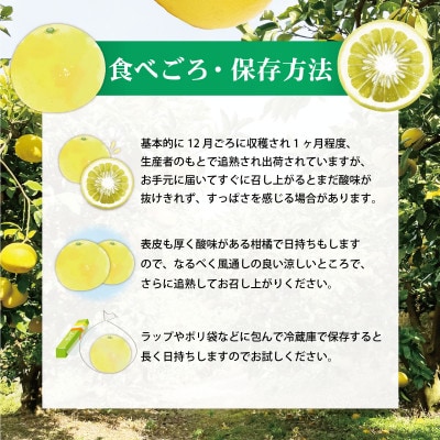 土佐文旦(ぶんたん) (大玉:2L～5L混合) 約3kg