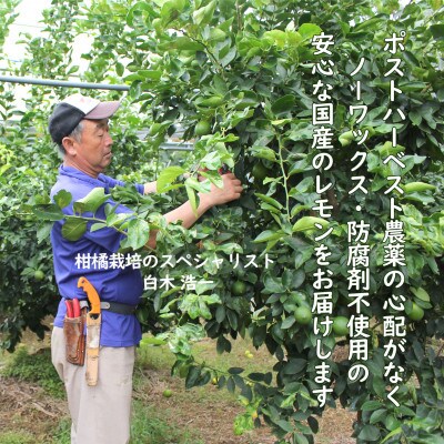 <果樹園直送> 璃の香レモン約1.5kg 白木果樹園産(4～6個入り)