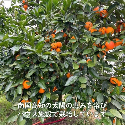 〈果樹園直送〉 白木果樹園産ブラッドオレンジ 約3kg