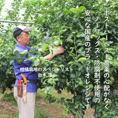 〈果樹園直送〉 白木果樹園産ブラッドオレンジ 約3kg