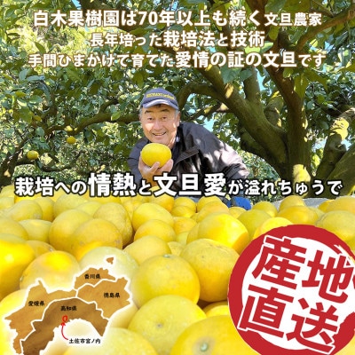 <果樹園直送>土佐文旦約6kg 3L～4Lサイズ 秀品贈答用(7～10個)