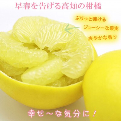 <果樹園直送>土佐文旦約6kg 3L～4Lサイズ 秀品贈答用(7～10個)
