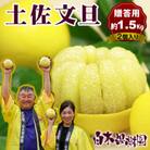 <白木果樹園産> 土佐文旦　特選品贈答用 大玉 4Lサイズ2個入り