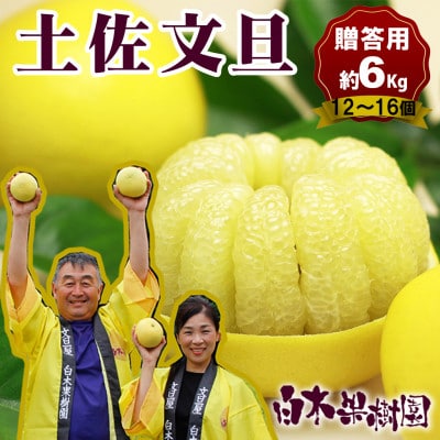 <果樹園直送> 土佐文旦約6kg L～2Lサイズ 特選品贈答用(12～16個)