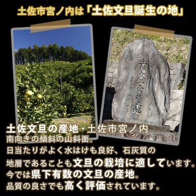<果樹園直送> 土佐文旦約6kg L～2Lサイズ 特選品贈答用(12～16個)