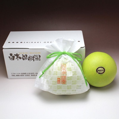 【秋の味覚】 水晶文旦約1.5kg 特選品贈答用(2個入り)