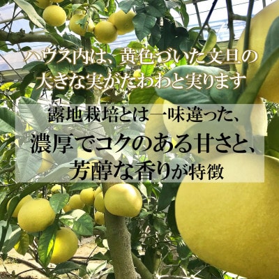 【家庭用・お得用】温室土佐文旦 約6kg(高知県産)