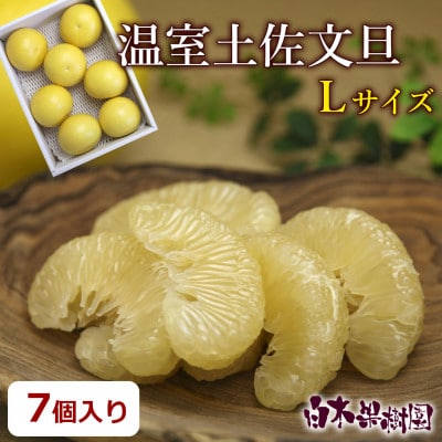 【冬の味覚】 温室土佐文旦 Lサイズ 7個入り