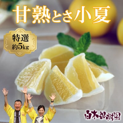 <白木果樹園> 甘熟とさ小夏 特選品贈答用 約5kg こなつ 日向夏 宿毛小夏 すくもこなつ