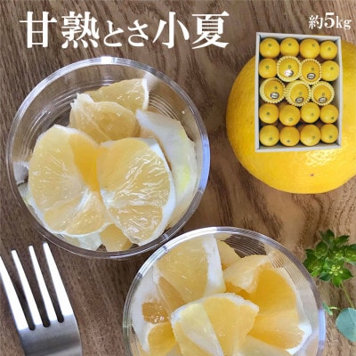 <白木果樹園> 甘熟とさ小夏 特選品贈答用 約5kg こなつ 日向夏 宿毛小夏 すくもこなつ