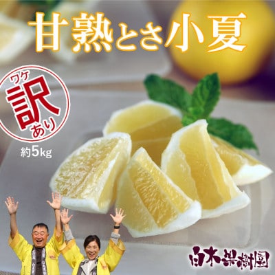 <白木果樹園> 甘熟とさ小夏 訳ありご家庭用 約5kg　こなつ 日向夏 宿毛小夏 すくもこなつ　